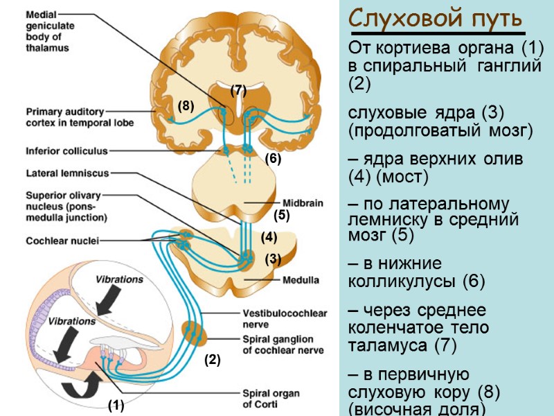 Слуховой путь От кортиева органа (1) в спиральный  ганглий (2)   слуховые